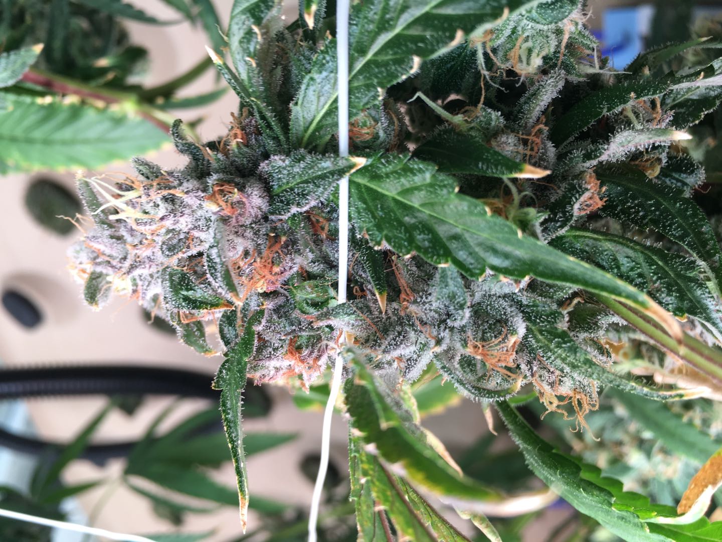 led-cannabis-strip-flower-lights-