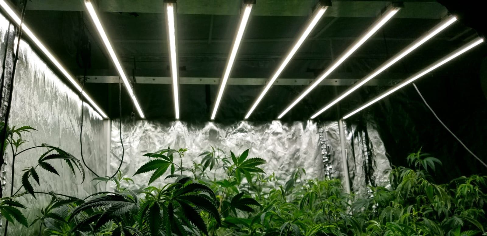 led cannabis veg strip light
