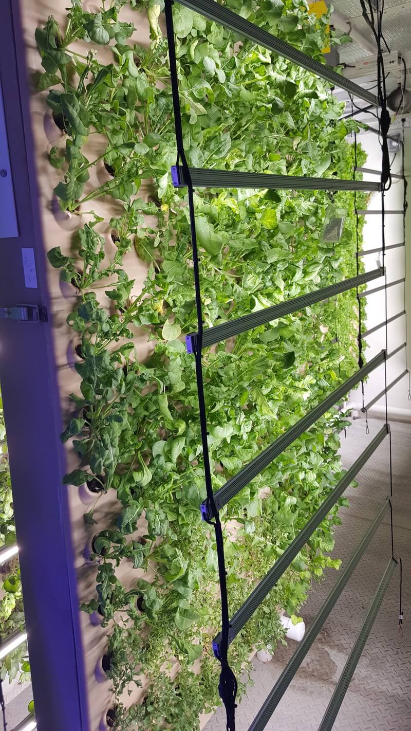Ase Led Strips Lights For Growing Food (4)